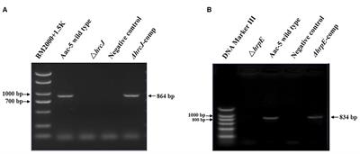 Type III secretion system genes hrcJ and hrpE affect virulence, hypersensitive response and biofilm formation of group II strains of Acidovorax citrulli
